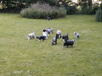 2005 Schafe und Hunde (3)