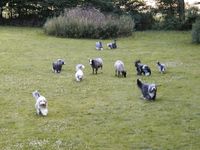 2005 Schafe und Hunde (4)