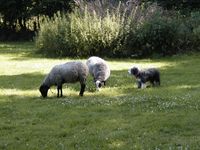 2005 Schafe und Hunde (1)