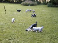 2005 Schafe und Hunde (2)